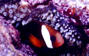 This clown fish was shot in Rota's East Bay with a Sea N ... by Ronnie Hodges 